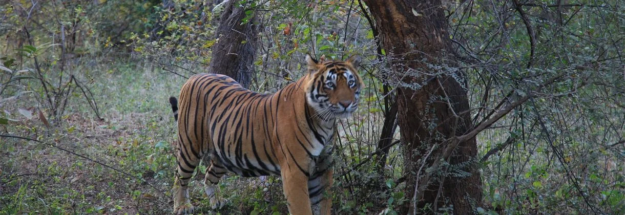 Jaipur to Ranthambore National Park Cab